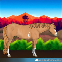 Horse Color:Chestnut Rabicano 