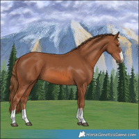 Horse Color:Chestnut 