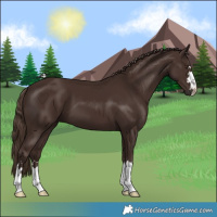 Horse Color:Liver Chestnut 