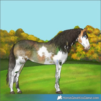 Horse Color:Buckskin Splash 