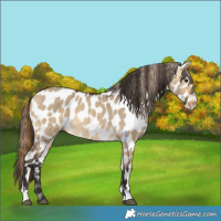 Horse Color:Buckskin Dun Leopard 