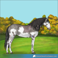 Horse Color:Grullo Splash 