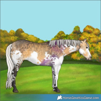 Horse Color:Silver Buckskin Splash 