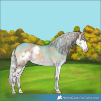 Horse Color:Silver Bay Dun Splash 