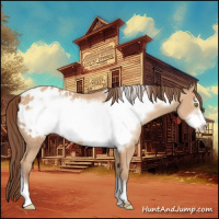 Horse Color:Amber Champagne Frame Appaloosa