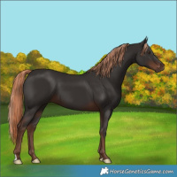 Horse Color:Liver Chestnut 