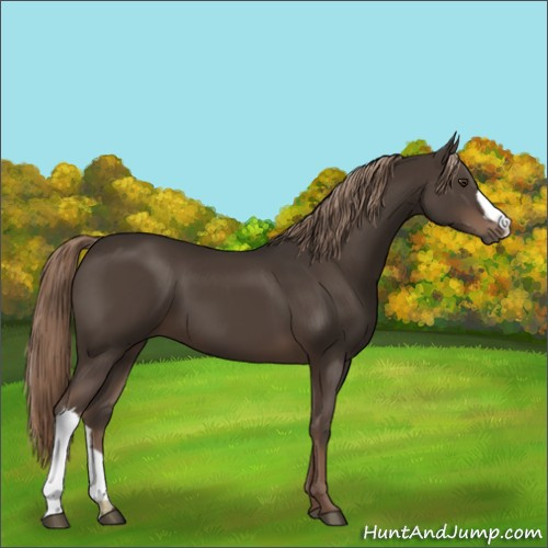 Horse Color:Liver Chestnut