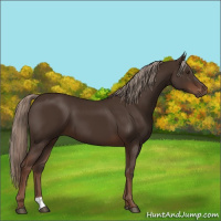 Horse Color:Liver Chestnut 