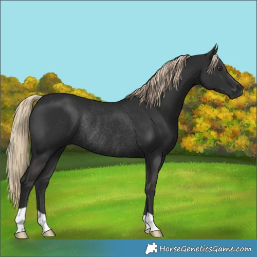 Horse Color:Liver Chestnut Rabicano 