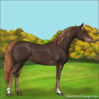 Horse Color:Liver Chestnut 