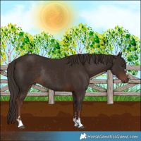 Horse Color:Liver Chestnut Rabicano 