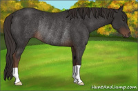 Horse Color:Liver Chestnut Rabicano 