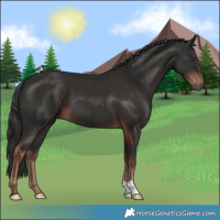 Horse Color:Liver Chestnut 