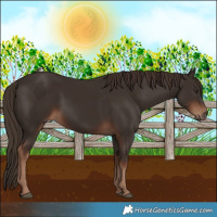 Horse Color:Liver Chestnut 