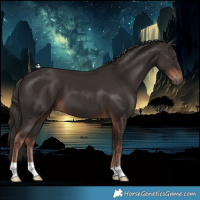 Horse Color:Liver Chestnut 