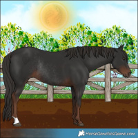 Horse Color:Liver Chestnut Rabicano 