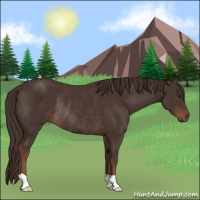 Horse Color:Liver Chestnut Rabicano 