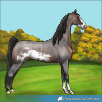 Horse Color:Brown Roan Frame 