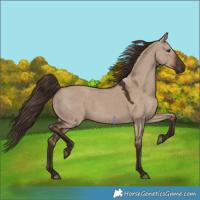 Horse Color:White Spotted Liver Red Dun 