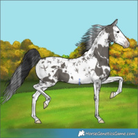 Horse Color:White Spotted Grullo Splash Tobiano