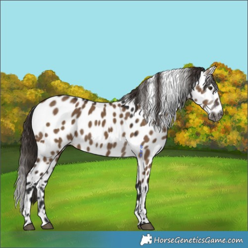 Horse Color:Gray White Spotted Liver Red Dun Appaloosa 