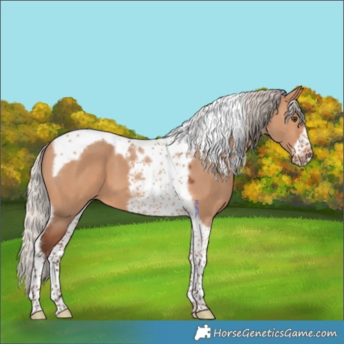 Horse Color:Silver Bay Dun Tobiano Frame 