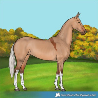 Horse Color:White Spotted Silver Bay Dun 
