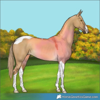 Horse Color:White Spotted Chocolate Palomino Dun Tobiano