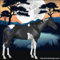 Horse Color:Black Tobiano 