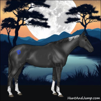 Horse Color:Black Tobiano 