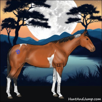 Horse Color:Bay Tobiano 