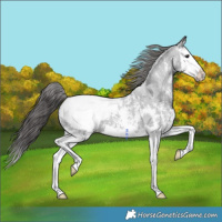 Horse Color:Black Ice Sabino Splash Appaloosa 