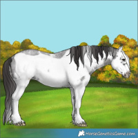 Horse Color:Smoky Blue Roan Sabino Splash Frame Rabicano 