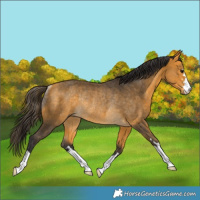 Horse Color:Buckskin Rabicano