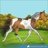 Horse Color:Buckskin Tobiano