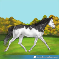 Horse Color:Smoky Black Splash Frame Rabicano 
