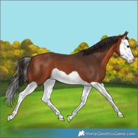 Horse Color:Bay Splash 