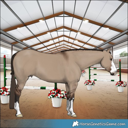 Horse Color:Liver Red Dun 