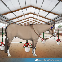 Horse Color:Liver Red Dun 