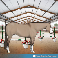 Horse Color:Liver Red Dun 
