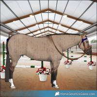 Horse Color:Liver Red Dun Brindle 