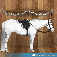 Horse Color:Liver Red Dun Appaloosa Brindle 