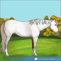 Horse Color:Gray Chestnut 