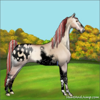 Horse Color:Void Painted Silver Grullo Pearl Onyx Tobiano Frame Appaloosa 