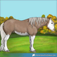 Horse Color:Silver Grullo Splash 