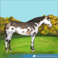 Horse Color:Buckskin Splash 