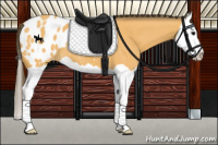 Horse Color:Buckskin Splash Appaloosa