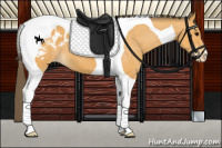 Horse Color:Buckskin Tobiano Appaloosa 