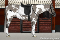 Horse Color:White Spotted Grullo Varnish 