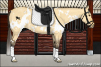 Horse Color:White Spotted Buckskin Dun